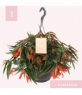 Begonia