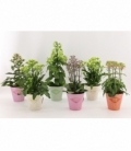 Kalanchoe