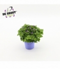 Exacum