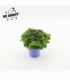 Exacum