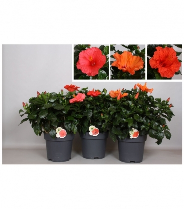 Hibiscus