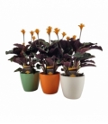Calathea