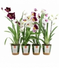 Miltoniopsis