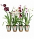 Miltoniopsis