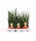 Sansevieria