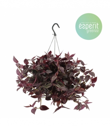Tradescantia