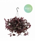 Tradescantia