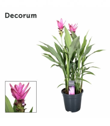 Curcuma