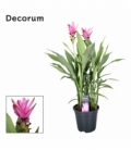 Curcuma