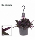 Tradescantia