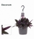 Tradescantia