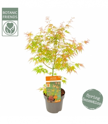 Acer