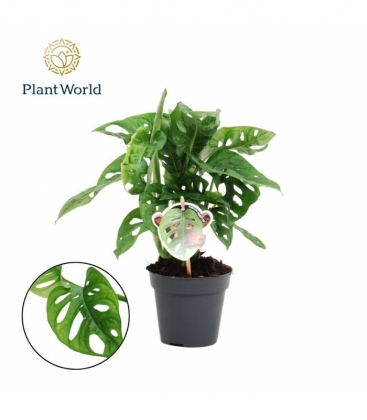 Monstera