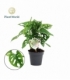 Monstera