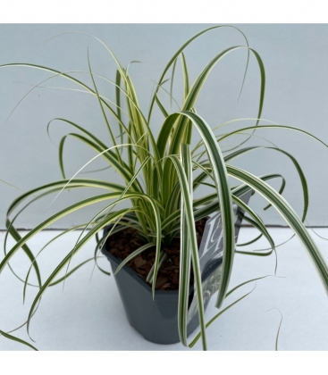 Carex