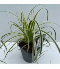 Carex