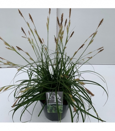 Carex