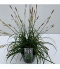 Carex