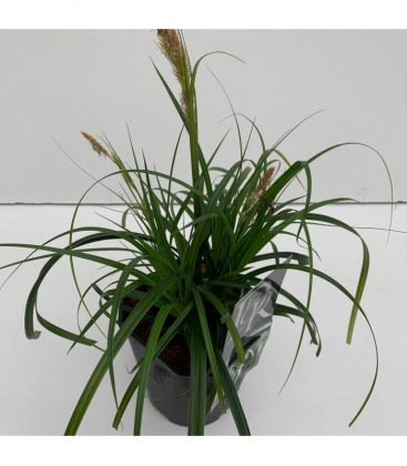 Carex