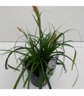 Carex