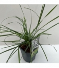 Sesleria