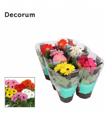 Gerbera