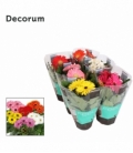 Gerbera