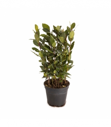 Laurus