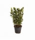 Laurus