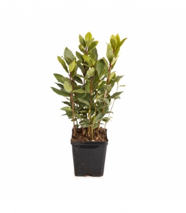 Laurus