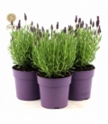 Lavandula
