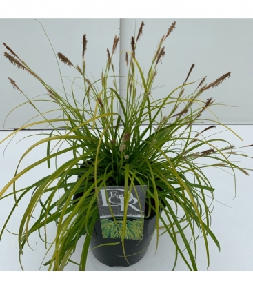 Carex