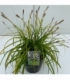 Carex