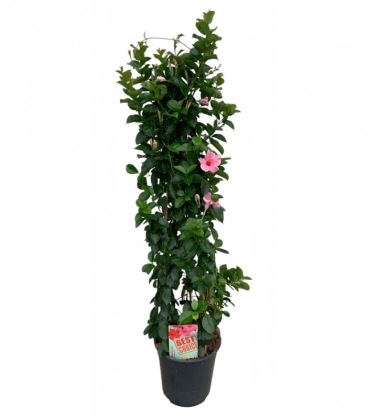 Mandevilla