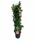 Mandevilla