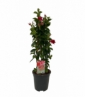 Mandevilla