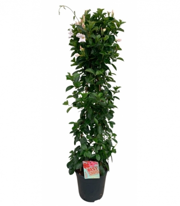 Mandevilla