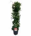Mandevilla