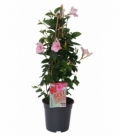 Mandevilla