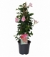 Mandevilla