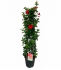 Mandevilla