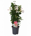 Mandevilla