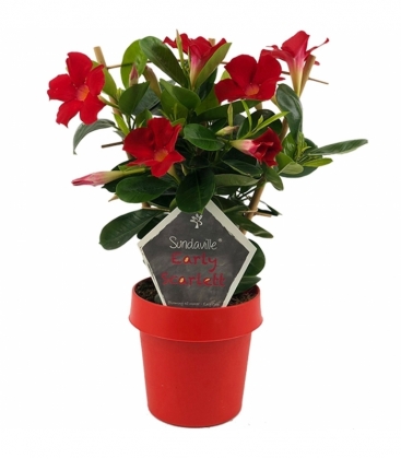 Mandevilla