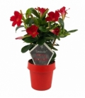 Mandevilla