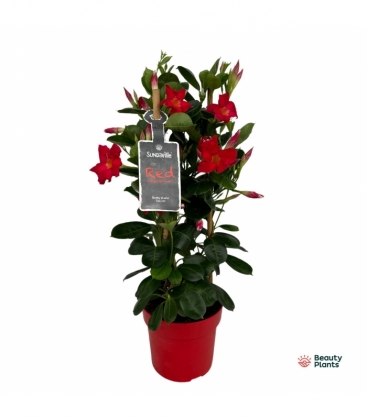 Mandevilla