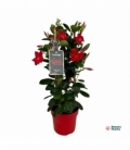 Mandevilla