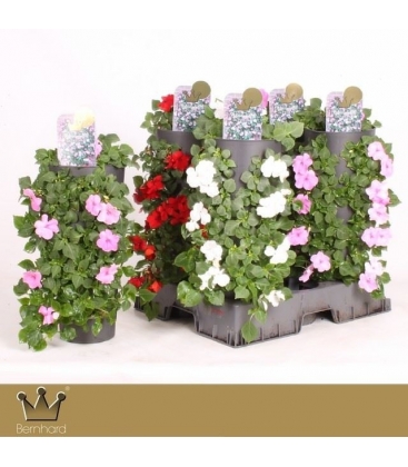 Impatiens