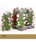 Impatiens