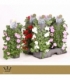 Impatiens