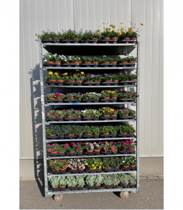 Beddingplants
